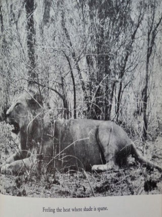 Maneaters and Marauders