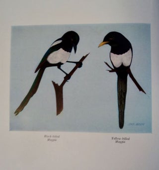 The Natural History of Magpies